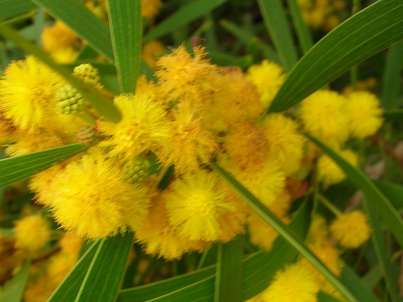 File:Starr-050525-1929-Acacia confusa-flowers-Water catchment-Kahoolawe (24762071325).jpg