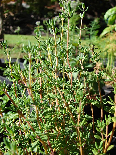 File:Starr-080812-9700-Thymus vulgaris-leaves-Makawao-Maui (24807095872).jpg