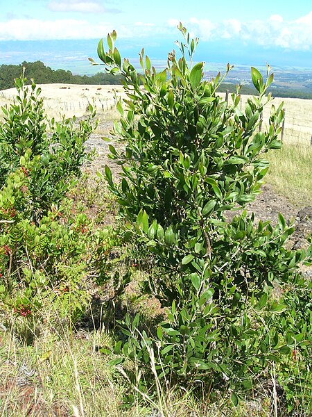 File:Starr 050818-4064 Acacia melanoxylon.jpg