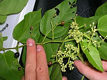 Старр 060810-8539 Cissus verticillata.jpg