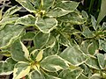 'Fiesta Peppermint' variegated leaves