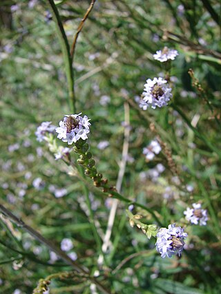 <i>Verbena litoralis</i> Species of plant