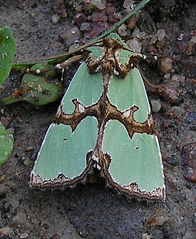 Staurophora celsia1.jpg