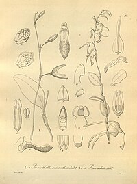 plate 217 I. Stelis pachyglossa (as syn. Pleurothallis conanthera), II. Trichosalpinx arbuscula (as syn. Pleurothallis moschata)