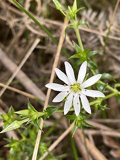 <i>Stellaria pungens</i> Species of plant