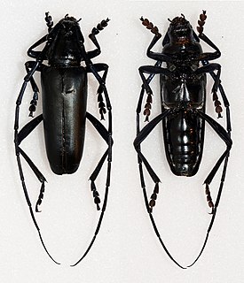 <i>Stenaspis</i> Genus of beetles
