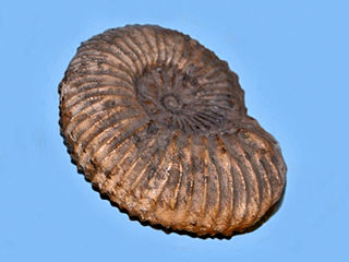 <span class="mw-page-title-main">Kosmoceratidae</span> Extinct family of ammonites