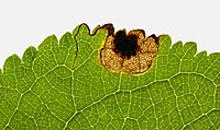 Stigmella plagicolella mine in Prunus spinosa Craig Tremeirchion, North Wales Stigmella plagicolella in Prunus spinosa, Blackthorn, Craig Tremeirchion, North Wales, Sept 2015 (21440980261).jpg