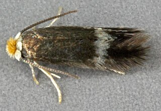 <i>Stigmella sakhalinella</i> Species of moth