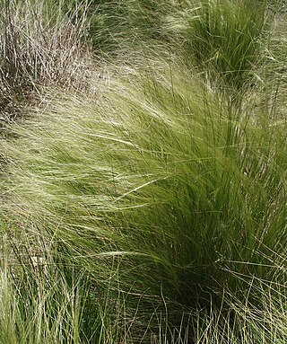 <i>Jarava</i> Genus of grasses