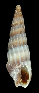 <i>Partecosta varia</i> Species of gastropod