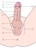 Thumbnail for Root of penis