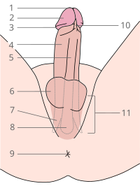 人類陰莖: 稱呼, 形成與結構, 尺寸（长度及粗细）