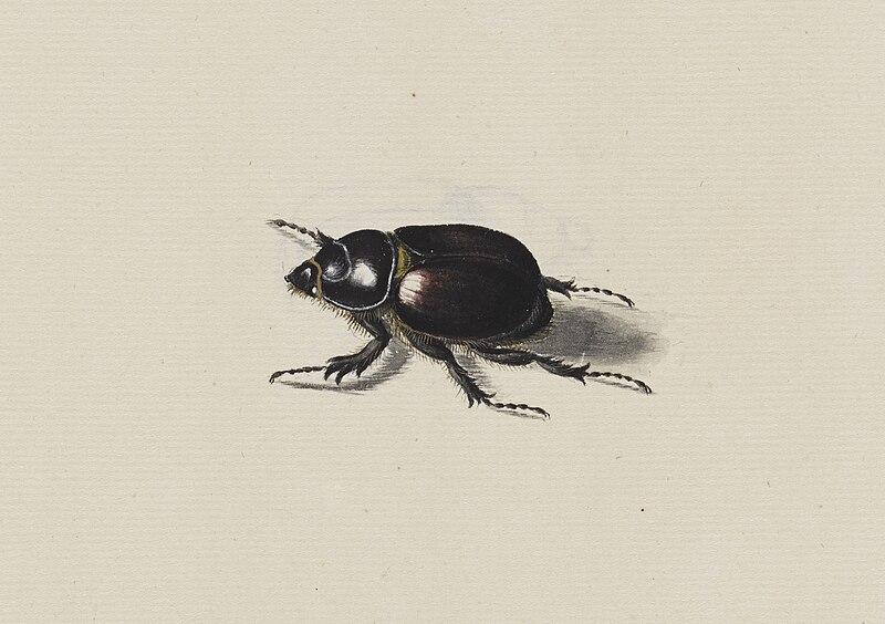 File:Study of a beetle - Ann Lee - 107-1973-73.jpg