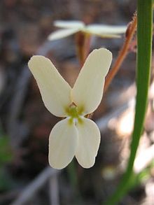 Styliidum piliferum flower1.jpg