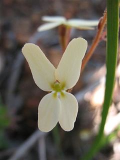 <i>Stylidium piliferum</i> Species of flowering plant