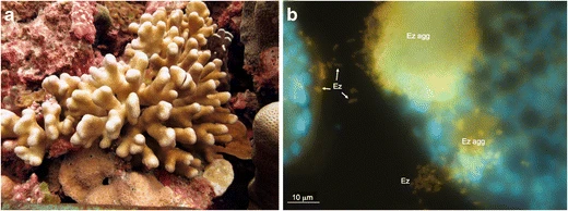 Stylophora pistillata coral colony and the bacteria Endozoicomonas (Ez) probed cells (yellow) within the tentacles of S. pistillata residing in aggregates (Ez agg) as well as just outside the aggregate (b).[102]