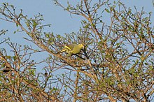 Sumba Green-Pigeon (8074112471) .jpg