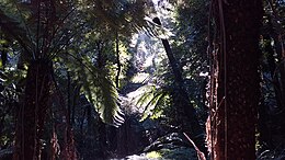 Cathedral of Ferns, Mount Wilson, a cool temperate rainforest Sunlight ferns.jpg