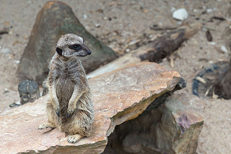 Suricata suricatta (Meerkat) in the ZooParc de Beauval in Saint-Aignan-sur-Cher, France.