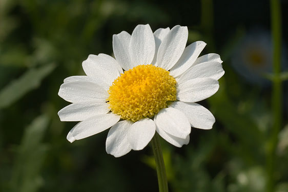 Leucanthemum paludosum