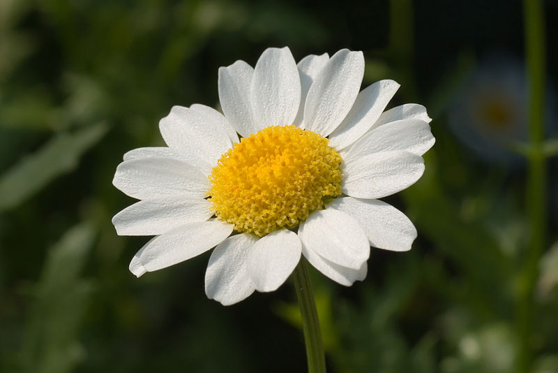 File:Swamp chrysanthemum May 2008.jpg