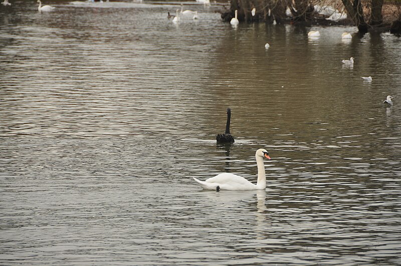 File:Swans in the River Exe at Exeter Quay (9140).jpg