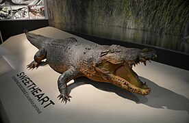 Sweetheart was the name given to a 5.1 m (17 ft) male saltwater crocodile and Northern Territory folk legend responsible for a series of attacks on boats in Australia  in the seventies.