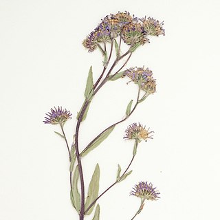 <i>Symphyotrichum molle</i> Species of flowering plant in the family Asteraceae endemic to Wyoming, US