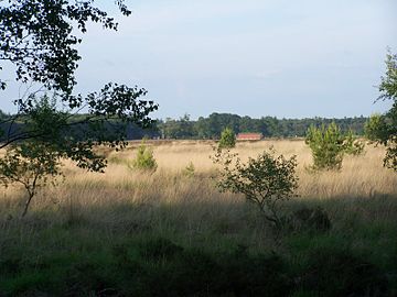 Ginkelse Heide gezien vanuit De Sysselt