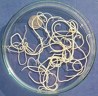 <span class="mw-page-title-main">Nematode infection in dogs</span> Threadworm infections of dogs are frequent