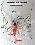 Tagmata hos en spindel: cephalothorax (prosoma), abdomen (opisthosoma).