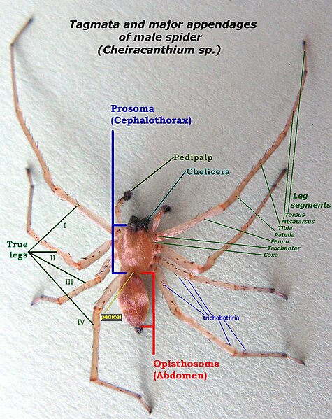 File:Tagmata and major appendages of spider IMG 7639A.JPG