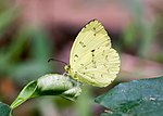 Miniatura para Eurema ada