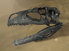 Restored skull cast Tanycolagreus topwilsoni skull cast - Natural History Museum of Utah - DSC07224.JPG
