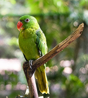 Blue-backed parrot species of bird