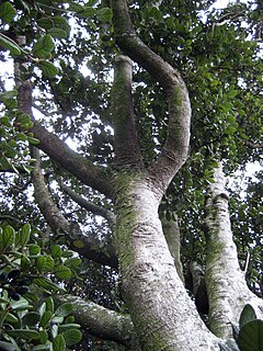 <i>Beilschmiedia tarairi</i> species of plant