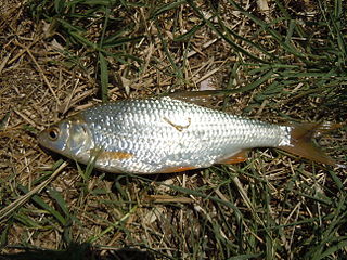<i>Rutilus heckelii</i> Species of fish