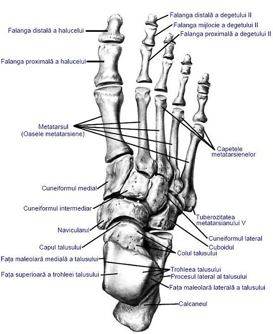 Anatomia piciorului | Clinica Picioarelor