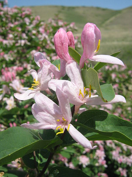 File:Tartarian Honeysuckle Flowers (3598143554).jpg