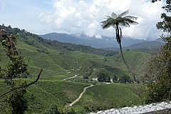 Tea plantations 2, Malaysia.jpg