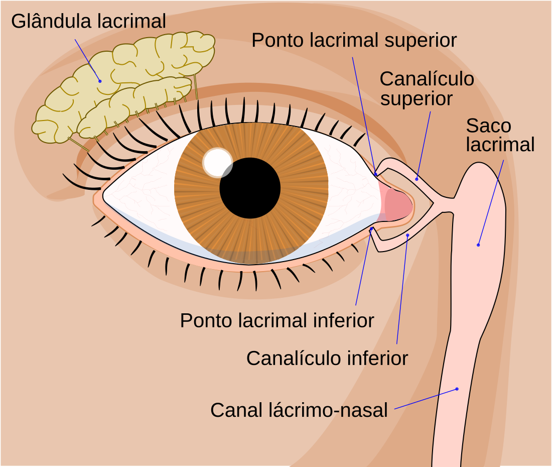 Sistema lacrimal