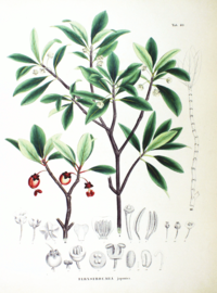 Ternstroemia japonica SZ80.png