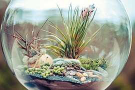 File:Terrarium bowl.jpg