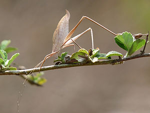 Tettigoniidae