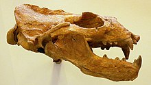 Thalassoleon mexicanus skull Thalassoleon mexicanus skull 2.jpg