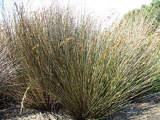 <i>Thamnochortus insignis</i> Species of grass