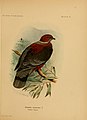 The birds of South America (Pl. 18) (7822925388).jpg