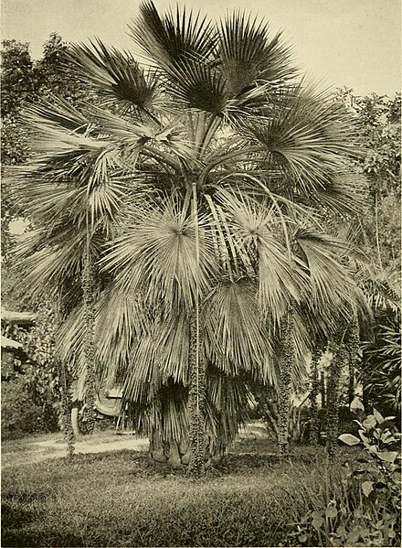 File:The ornamental trees of Hawaii (1917) (14579306438).jpg