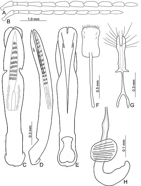 File:Theopea bicoloroides (10.3897-zookeys.912.47719) Figure 3.jpg